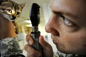 Man examining kitten with otoscope