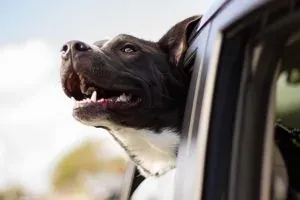 Dog head out of car window