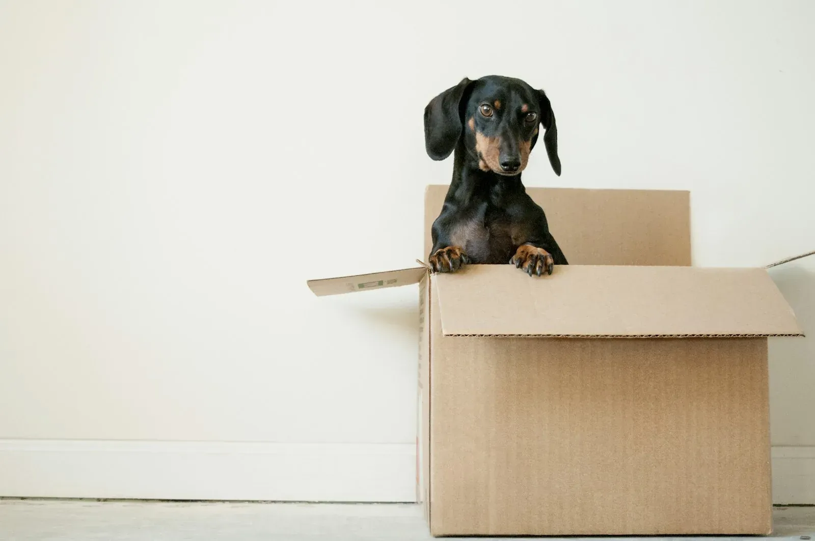 Dachshund dog in cardboard box