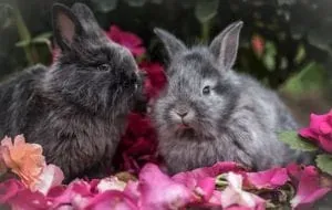 Two rabbits among pink flowers