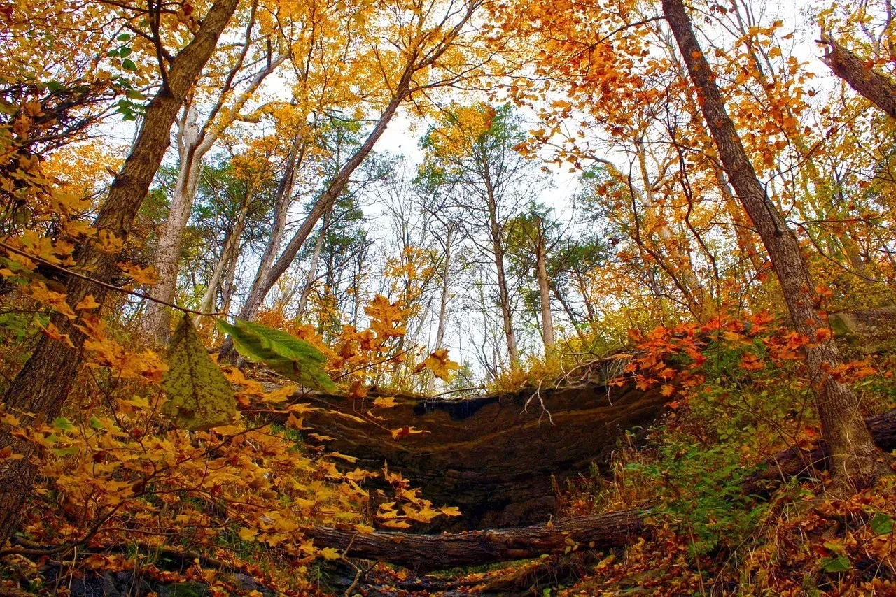Autumn forest ravine with golden maple leaves
