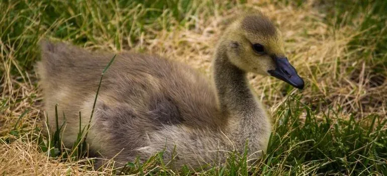 Gosling sitting in grass