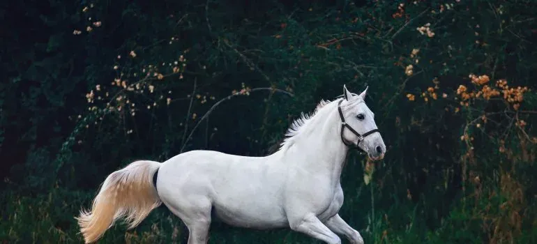 White horse running in greenery