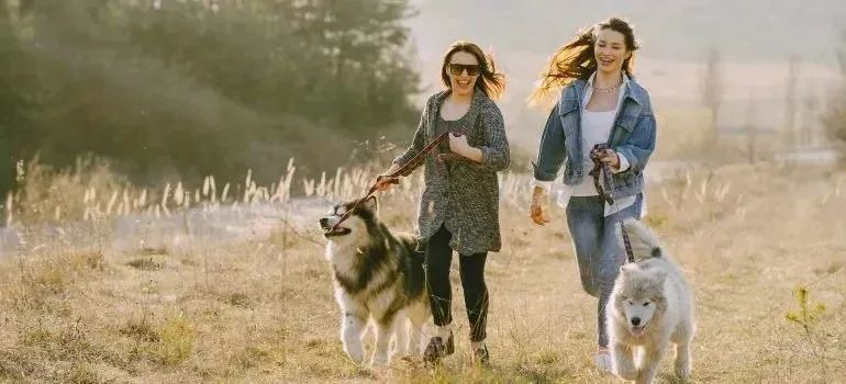 Two women running with fluffy dogs in sunny field