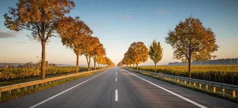 Autumn tree-lined highway between vineyards at sunset