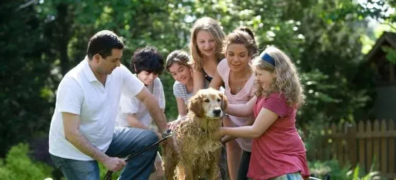 Family washing golden retriever dog in backyard