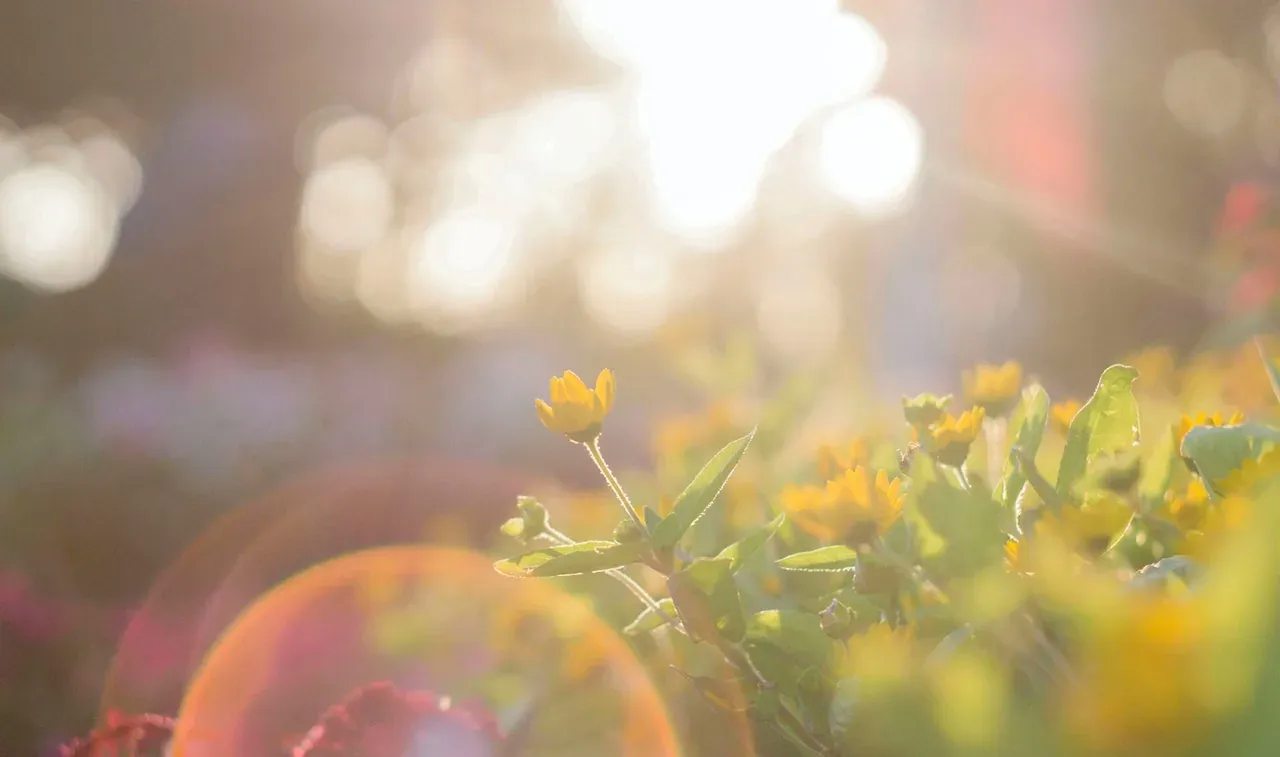 Sunlit yellow flowers, blurry background