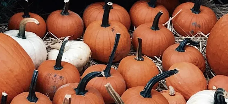 Pile of pumpkins on hay