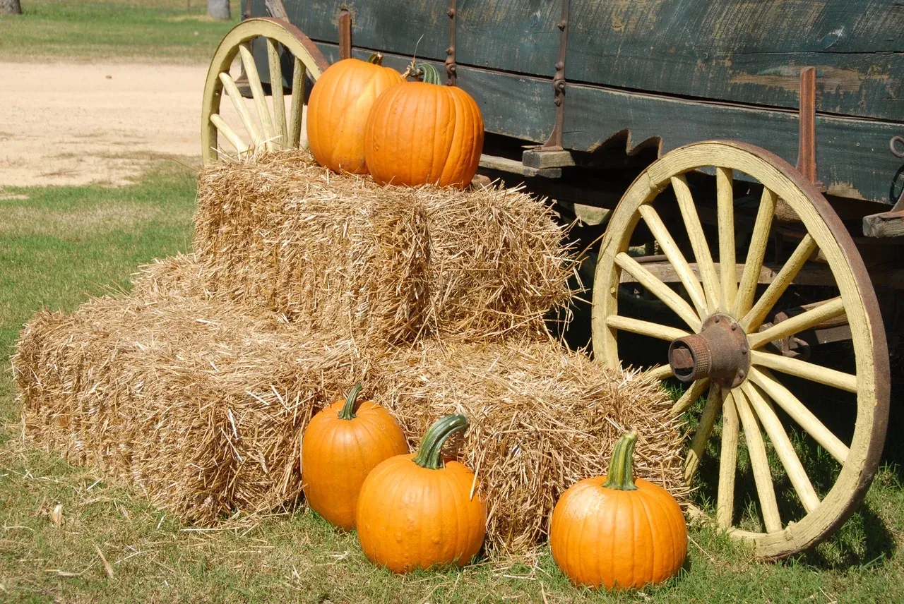 Pumpkins and hay by old wagon
