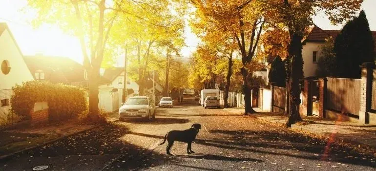 Black dog crossing sunlit autumn residential street