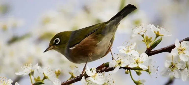 Small bird on blossoming branch