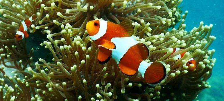 Clownfish in sea anemone