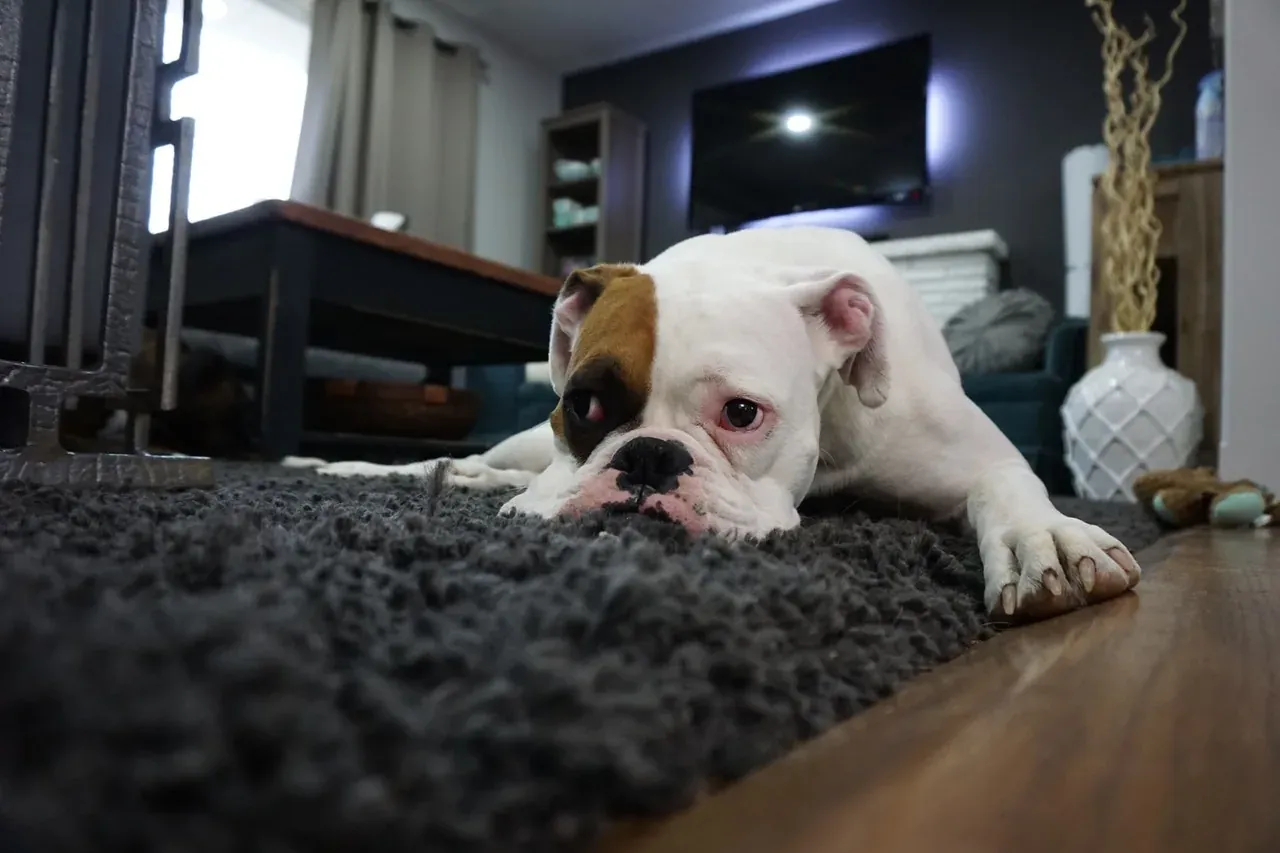 Boxer dog lying on living room rug