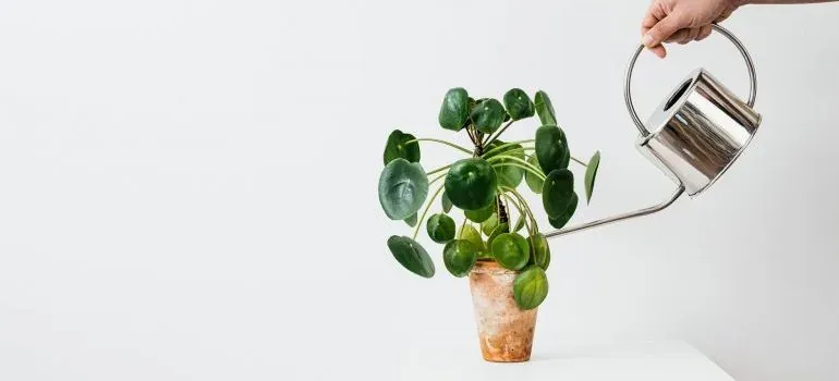 Watering can and potted plant