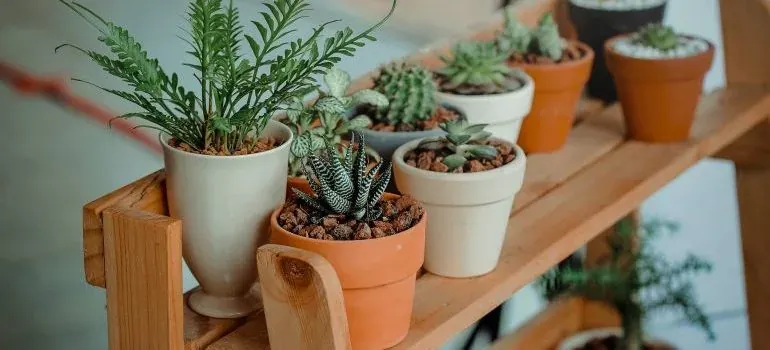 Small potted plants on shelf