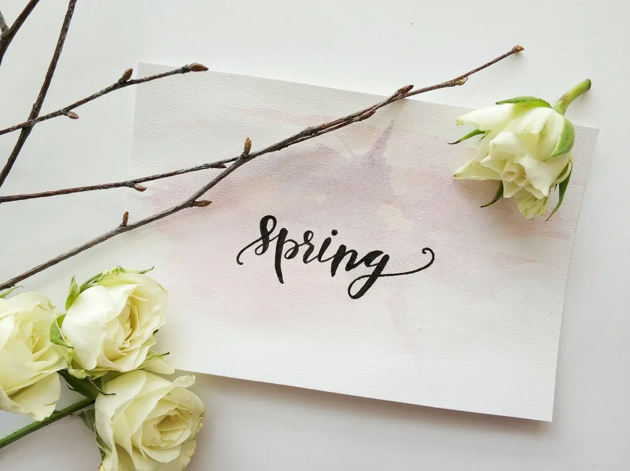 Spring card with white roses