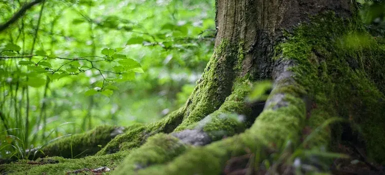 Mossy tree roots in forest