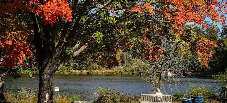 Autumn trees by lake with bench