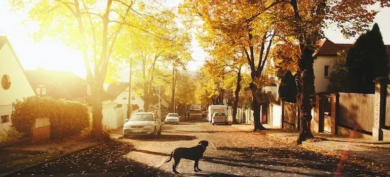 Dog crossing quiet autumn suburban street at sunset