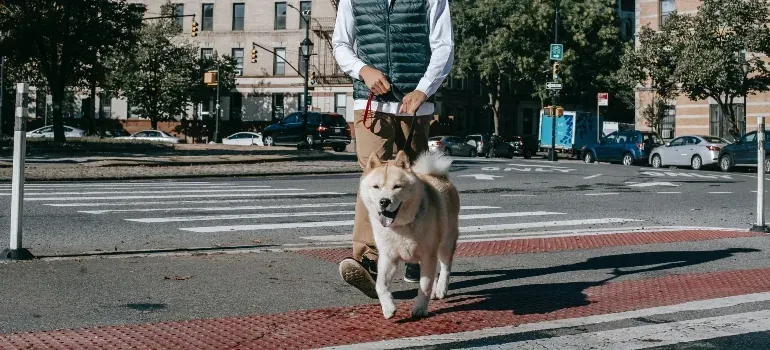 Person walking dog across crosswalk