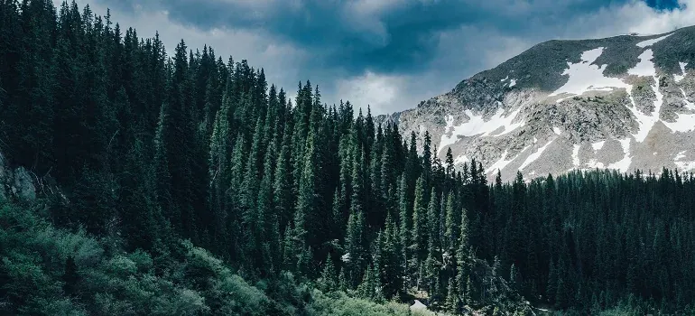 Pine forest and snowy mountain