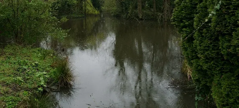 Quiet pond surrounded by trees