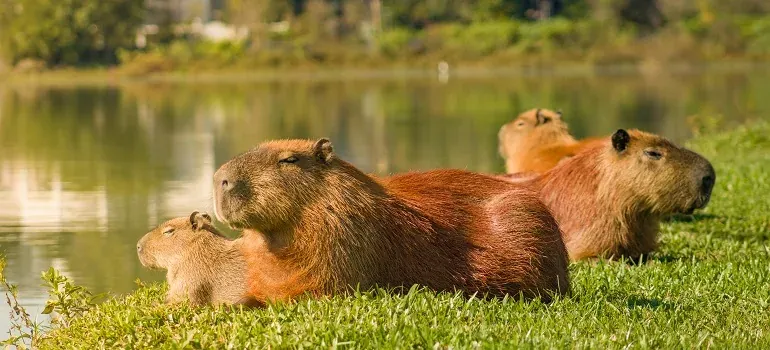 Capybaras resting on grassy lakeshore