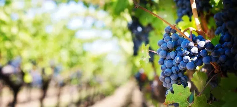 Grapes on vine in vineyard