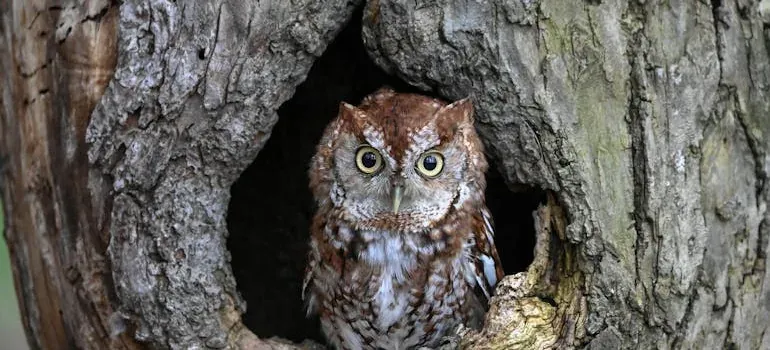 Owl in tree hollow