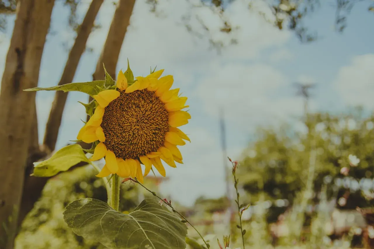 Sunflower in garden