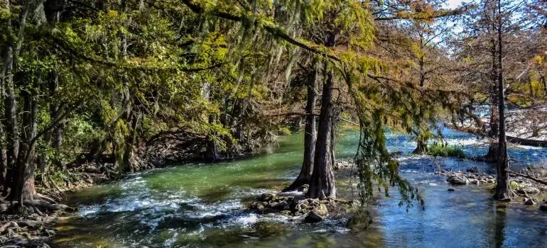 River flowing through cypress trees
