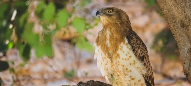 Hawk perched on tree branch