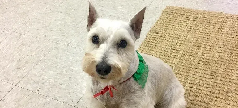 White schnauzer dog with green collar
