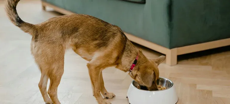 Dog eating from bowl indoors