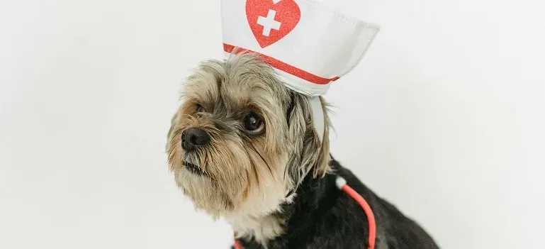 Small dog wearing nurse hat