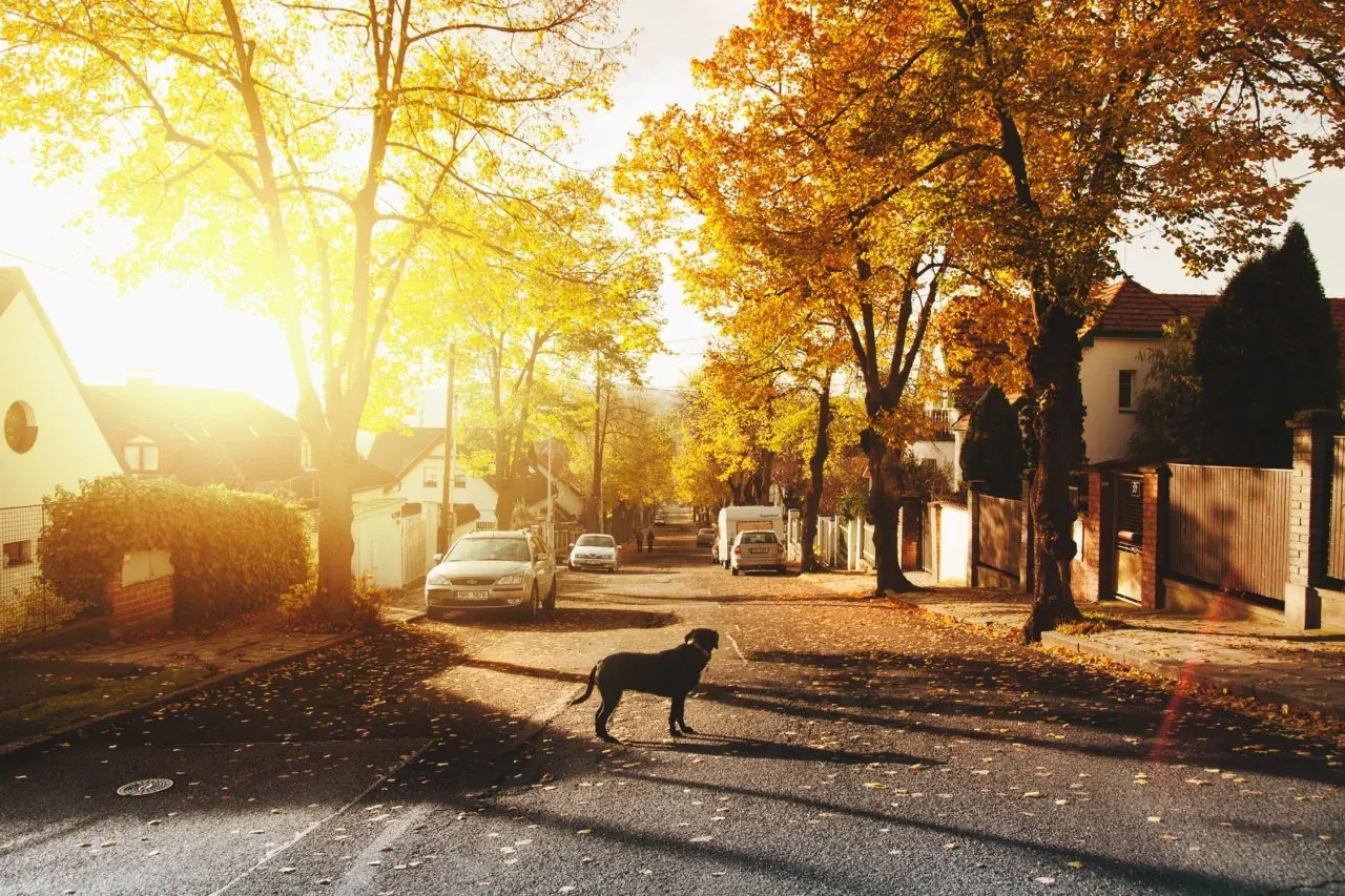 Tree-lined downtown street in Morristown, New Jersey