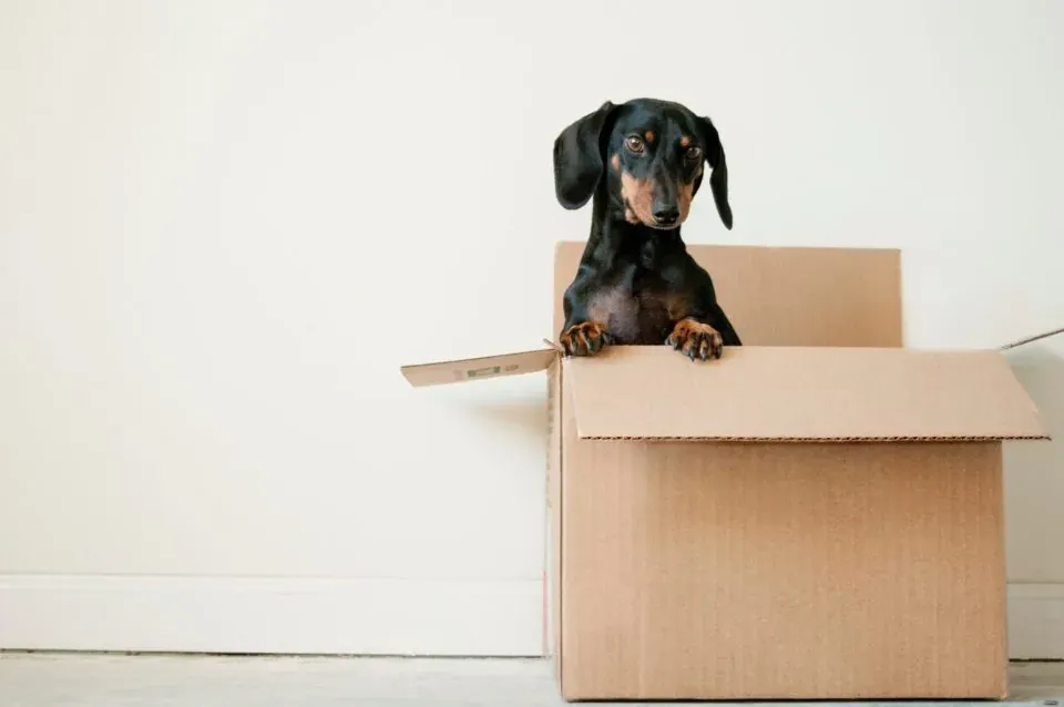 Dachshund dog in cardboard box