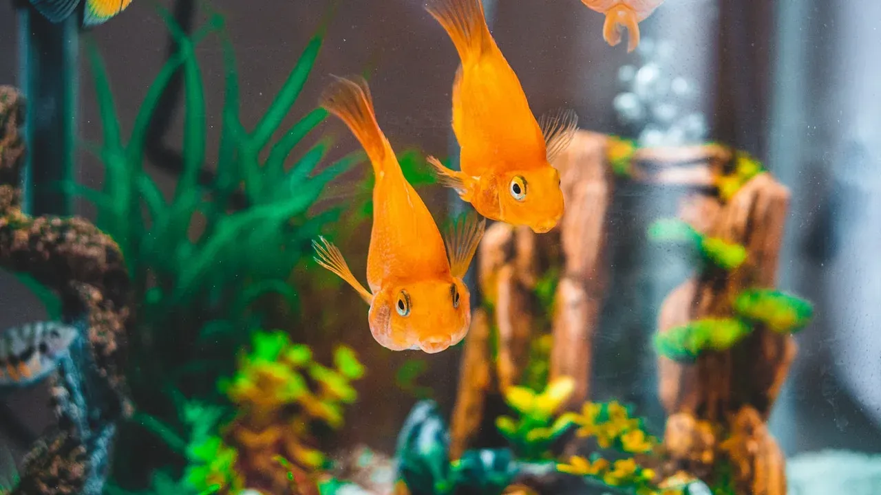 A home aquarium full of colorful fish