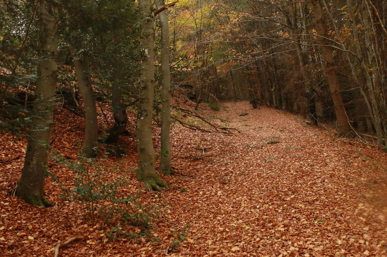 Hiker on a wooded trail in northern New Jersey