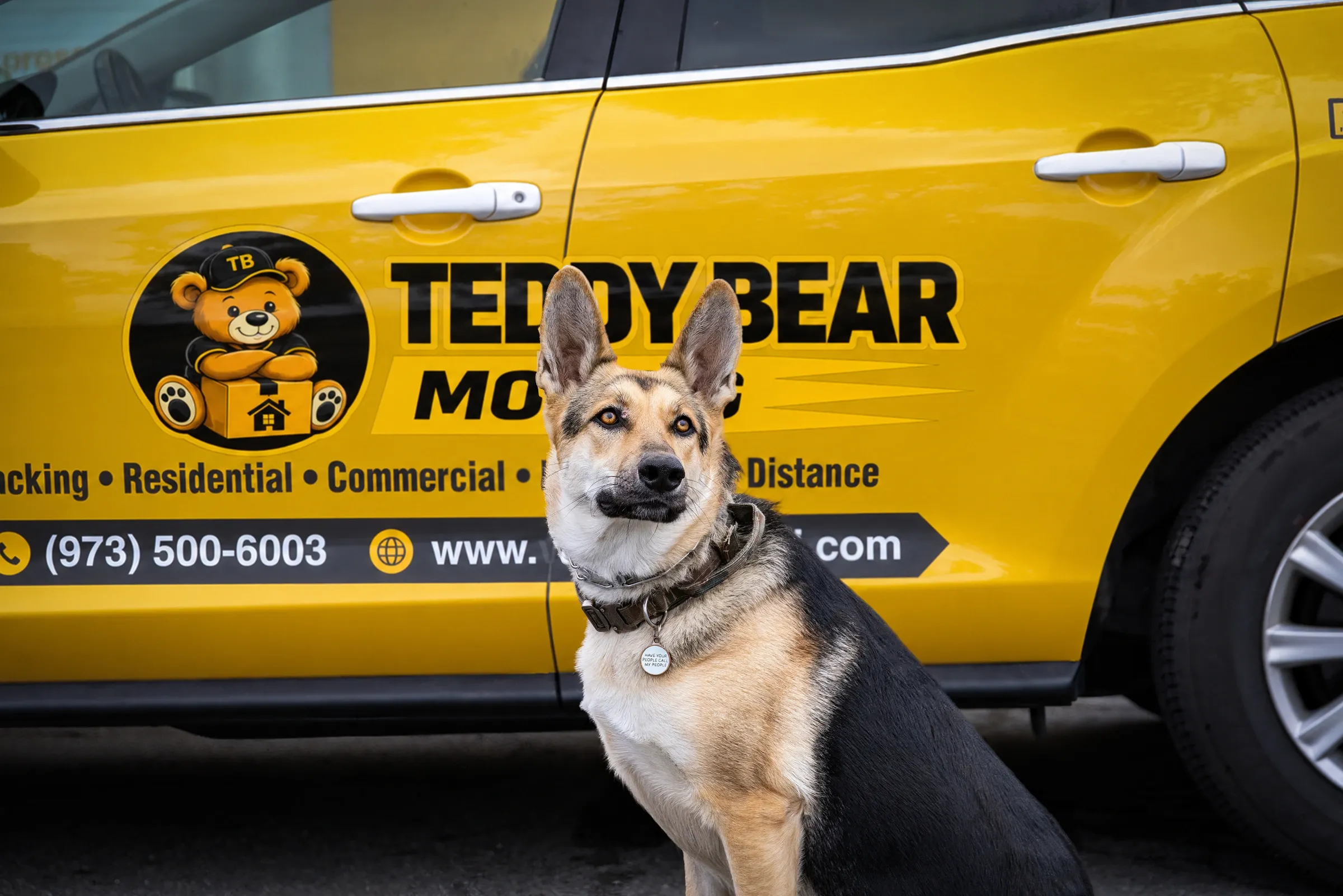 Sultana the German Shepherd sitting in front of a yellow Teddy Bear Moving vehicle